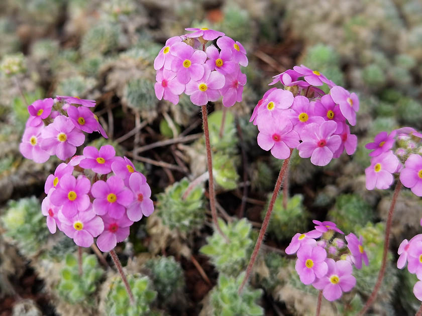 Androsace sarmentosa